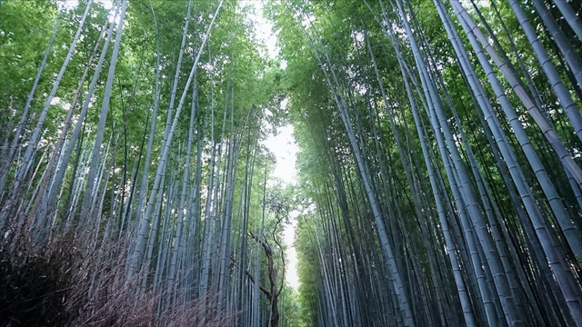 京都 嵐山デートのおすすめデートコース 大阪デートプラン 京都 嵐山デートのおすすめデートコース 大阪デートプラン